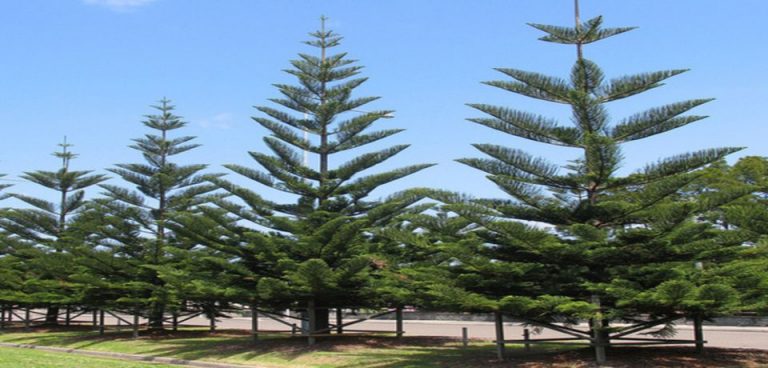 Araucaria Heterophylla (Pin De Norfolk) – Plante D’Intérieur – Pot 17 Cm, Hauteur 50-60 Cm – Inclus Panier – Arbre De Noël Durable