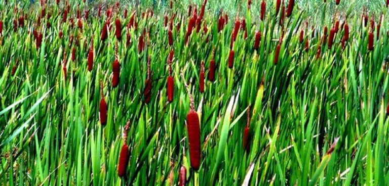 Taboa Appication Taboa (Typha domingensis) – Cluny